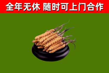港口区回收冬虫夏草