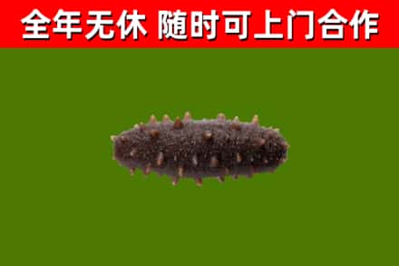 港口区回收海参干